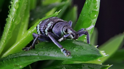 Eupholus magnificus, Insekt aus Thailand