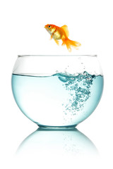 Goldfish jumping out of fishbowl