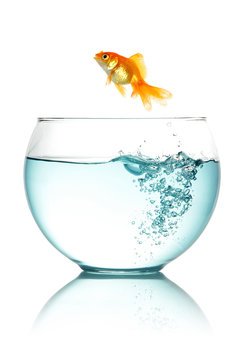Goldfish jumping out of fishbowl