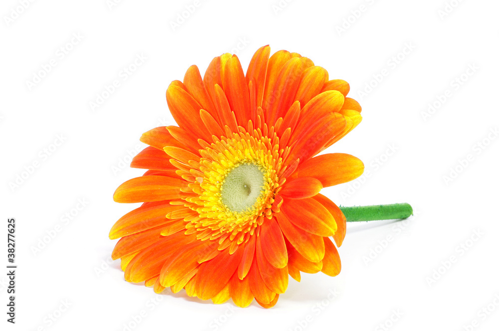 Sticker gerbera daisy