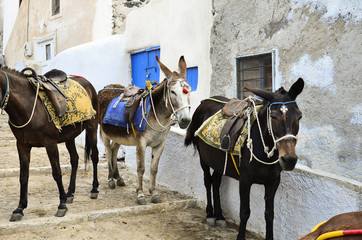 Donkeys at Santorini