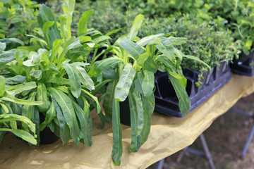 nursery seedlings