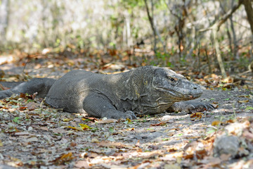 The Komodo dragon, Indonesia