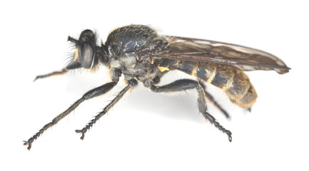 Robberfly isolated on white background