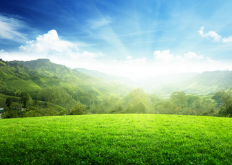 Fototapeta premium field of spring grass and mountain