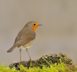 Robin in the rain.