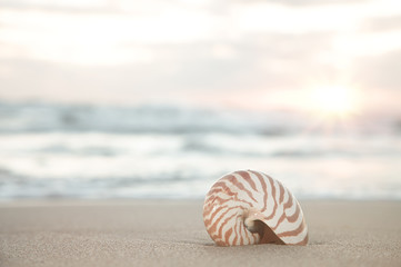 nautilus shell on beach, sunrise and  tropical sea