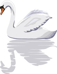 Illustration of a white swan with a reflection