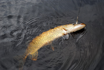 пойманная щука спиннингом