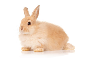 Cute rabbit