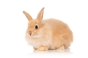 Cute rabbit