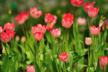 Beautiful spring tulip flowers in colorful garden