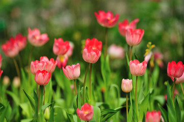 Obraz na płótnie Canvas Beautiful spring tulip flowers in colorful garden
