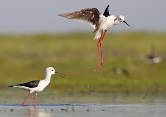 winged stilt