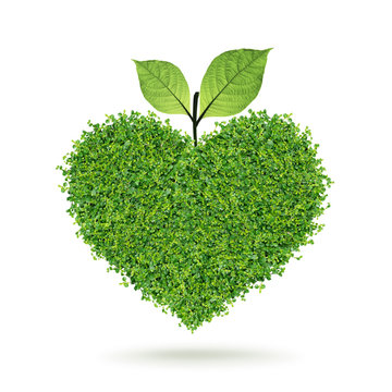Small green plants heart and leaf in the happy Valentine's day