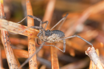 Woodsman among fir needles, extreme close-up