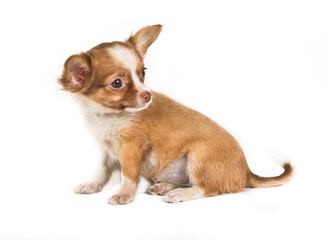 chihuahua puppy (3 months) in front of a white background