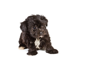 Puppy yorkshire terrier on the white background