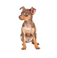 Russian toy terrier on a white background