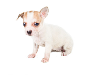 chihuahua puppy