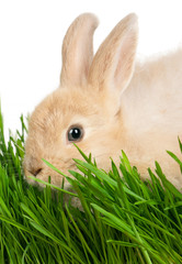 Rabbit in grass