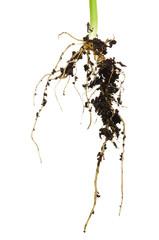 Roots of haricot © DenisNata