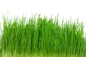 Wheat grass