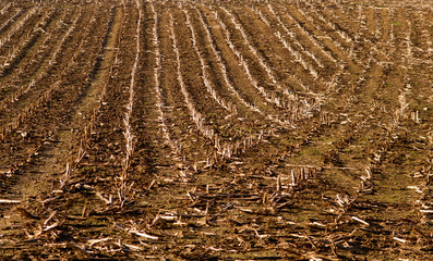 Fototapeta premium harvested corn field