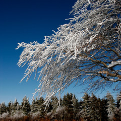 winter tree with snow