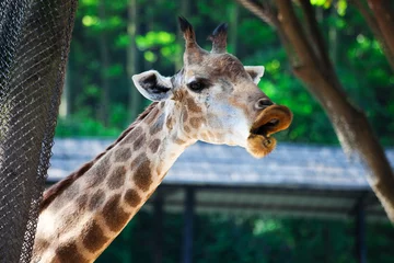 Crédence de cuisine en verre imprimé Girafe smiling giraffe