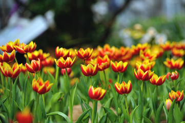Beautiful spring tulip flowers in colorful garden