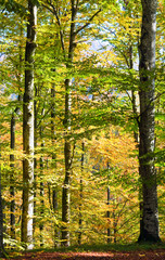 autumn beech forest