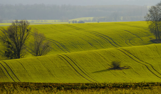green tree and field