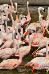 Group of flamingos (Phoenicopterus) in water