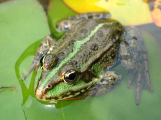 Closeup of edible frog (Pelophylax kl. esculentus)