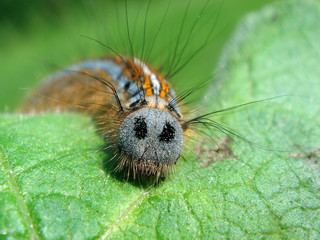 Obraz premium Macro hairy caterpillar (Malacosoma neustria)