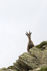 Female ibex on the rocks