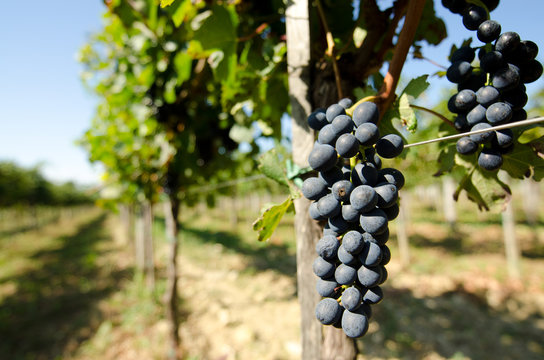 Black grape in vineyard before harvest