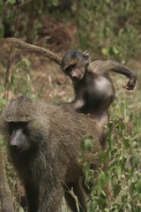 親猿の背中でおどける子猿