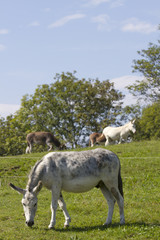 Obraz premium donkeys on a farm