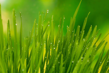 Fototapeta na wymiar Green grass closeup