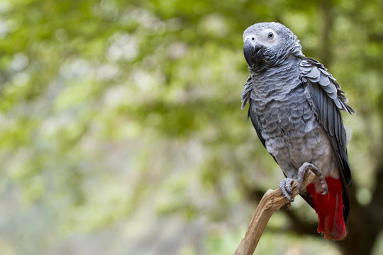 Fototapeta gray parrot with red tail catching on tree branch in wood.