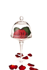 rose in glass © phant