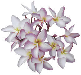 Obraz premium Frangipani flowers isolated on white
