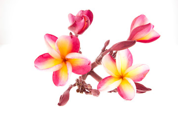 Fototapeta premium pink Frangipani, Plumeria...tropical flower,isolated