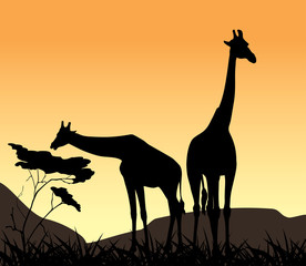 Fototapeta na wymiar Two giraffes on a background of sunset