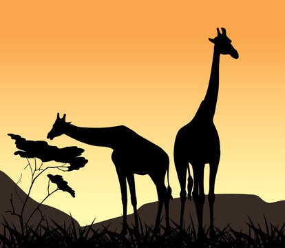 Two giraffes on a background of sunset