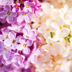 lilac background