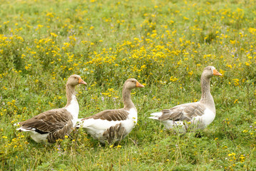 Gooses
