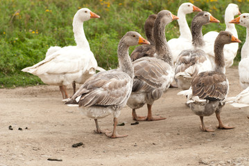 Gooses